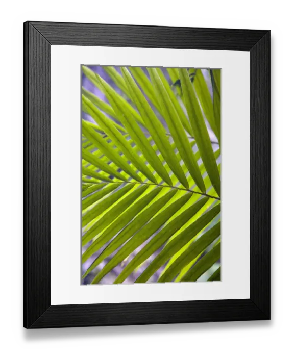 Framed Print : Caribbean, Puerto Rico, El Yunque rain forest, Caribbean National Forest. Palm frond Framed Print : Caribbean, Puerto Rico, El Yunque rain forest, Caribbean National Forest. Palm frond