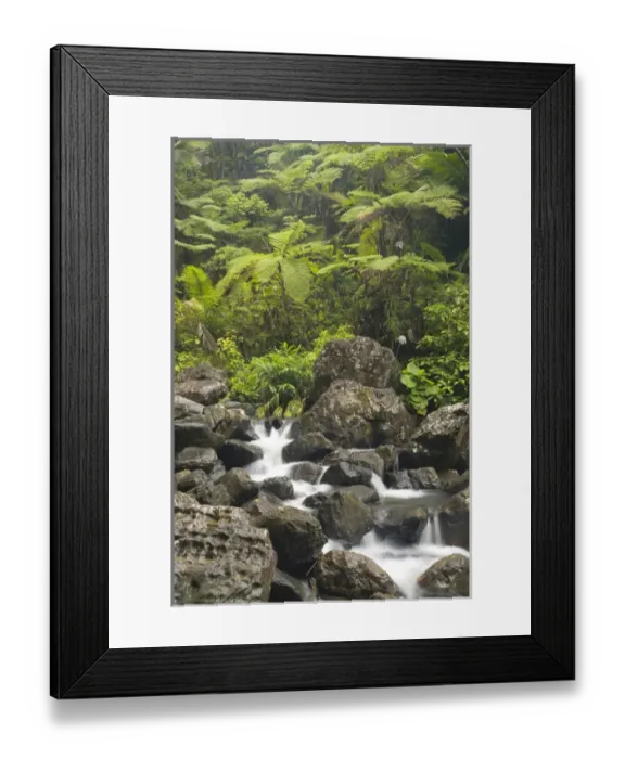 Framed Print : Caribbean, Puerto Rico, El Yunque rain forest, Caribbean National Forest Framed Print : Caribbean, Puerto Rico, El Yunque rain forest, Caribbean National Forest