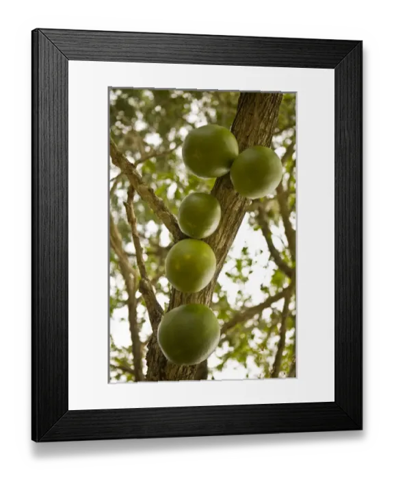 Framed Print : United States, Puerto Rico, Ponce. Gourds on calibash vine Framed Print : United States, Puerto Rico, Ponce. Gourds on calibash vine