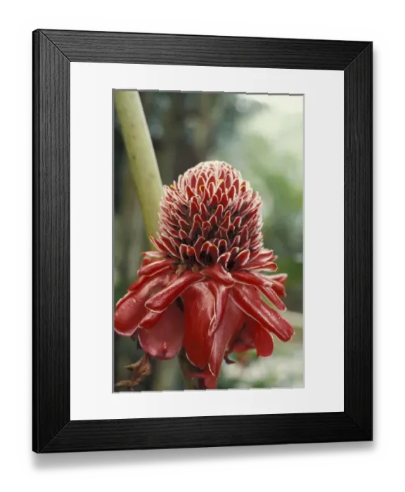 Framed Print : Puerto Rico, Tropical flower Framed Print : Puerto Rico, Tropical flower