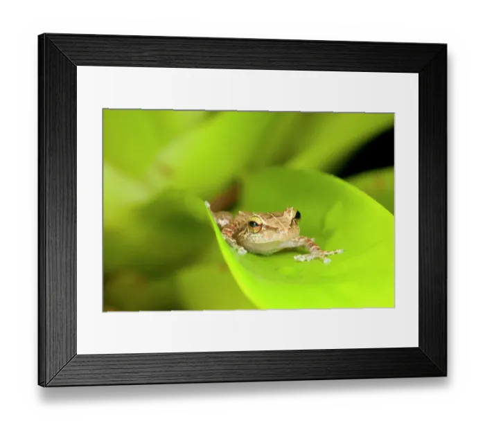 Framed Print : Common coqui, Eleutherodactylus coqui, El Verde, El Yunque NF, Puerto Rico Framed Print : Common coqui, Eleutherodactylus coqui, El Verde, El Yunque NF, Puerto Rico