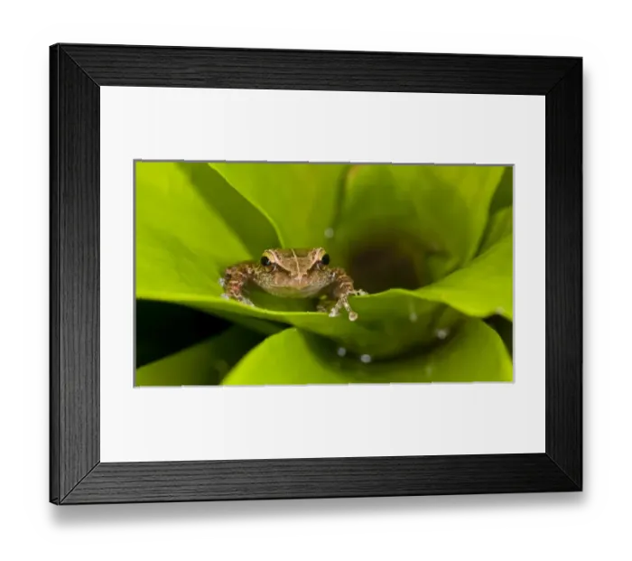 Framed Print : Common coqui, Eleutherodactylus coqui, El Verde, El Yunque NF, Puerto Rico Framed Print : Common coqui, Eleutherodactylus coqui, El Verde, El Yunque NF, Puerto Rico