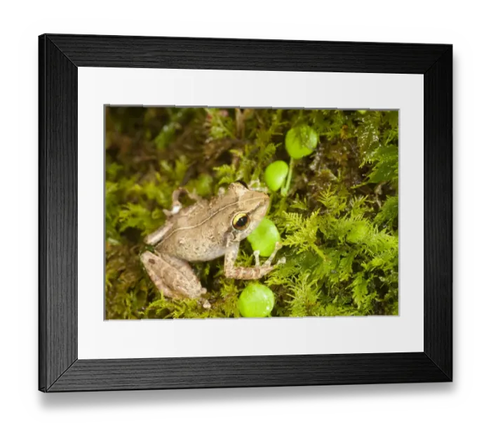 Framed Print : Common coqui, Eleutherodactylus coqui, El Verde, El Yunque NF, Puerto Rico Framed Print : Common coqui, Eleutherodactylus coqui, El Verde, El Yunque NF, Puerto Rico
