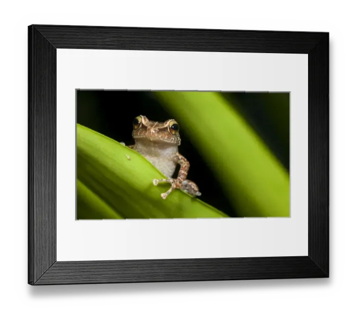 Framed Print : Common coqui, Eleutherodactylus coqui, El Verde, El Yunque NF, Puerto Rico Framed Print : Common coqui, Eleutherodactylus coqui, El Verde, El Yunque NF, Puerto Rico