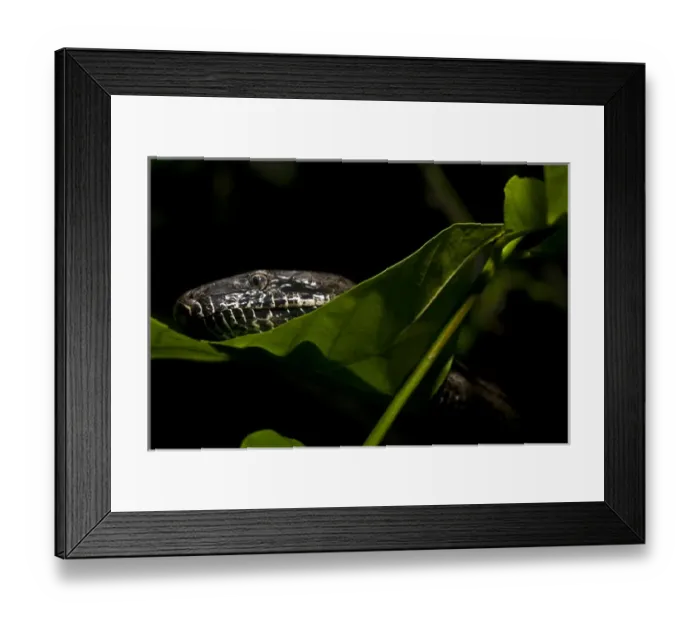 Framed Print : Endangered Puerto Rican Boa, Epicrates inornatus, controlled, Toro Negro NF. Puerto Rico