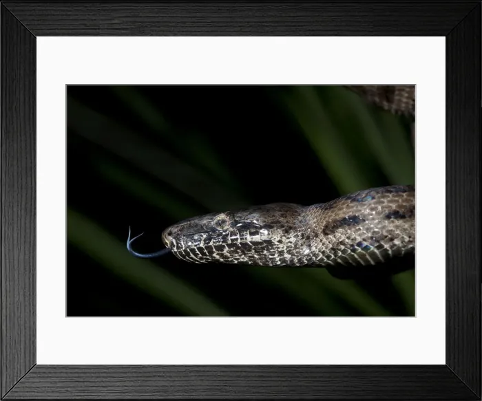 Framed Print : Endangered Puerto Rican Boa, Epicrates inornatus, controlled, Toro Negro NF. Puerto Rico Framed Print : Endangered Puerto Rican Boa, Epicrates inornatus, controlled, Toro Negro NF. Puerto Rico