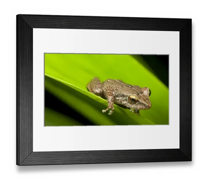 Framed Print : Common coqui, Eleutherodactylus coqui, El Verde, El Yunque NF, Puerto Rico Framed Print : Common coqui, Eleutherodactylus coqui, El Verde, El Yunque NF, Puerto Rico