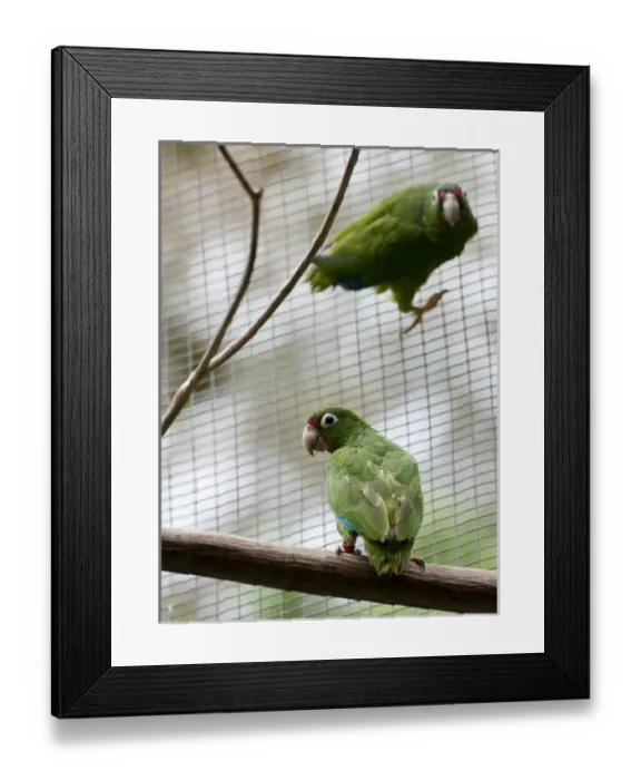 Framed Print : Juvenile Puerto Rican Parrots for future release, Amazonia vitatta, Rio Abajo Aviary