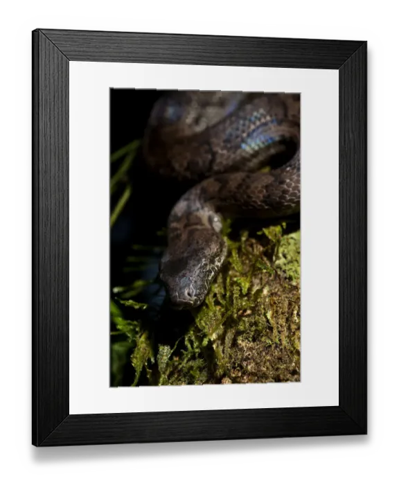 Framed Print : Endangered Puerto Rican Boa, Epicrates inornatus, controlled, Toro Negro NF. Puerto Rico