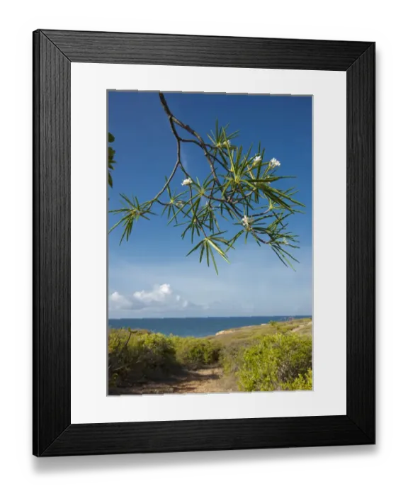 Framed Print : Aleli, Plumeria alba in flower, Guanica dry forest, Puerto Rico Framed Print : Aleli, Plumeria alba in flower, Guanica dry forest, Puerto Rico