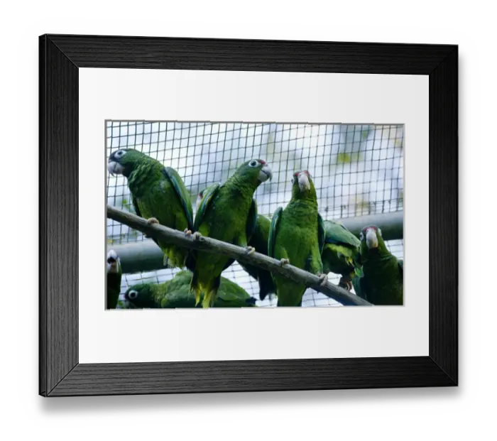 Framed Print : Juvenile Puerto Rican Parrots for future release, Amazonia vitatta, Rio Abajo Aviary Framed Print : Juvenile Puerto Rican Parrots for future release, Amazonia vitatta, Rio Abajo Aviary