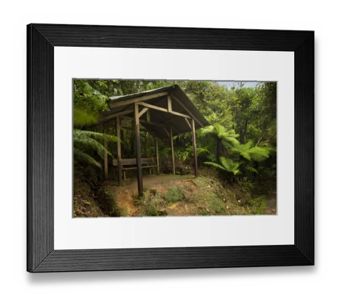 Framed Print : Rest area on Mt Britton Spur trail, El Yunque NF, Puerto Rico Framed Print : Rest area on Mt Britton Spur trail, El Yunque NF, Puerto Rico