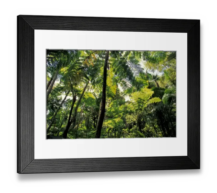 Framed Print : Caribbean, USA, Puerto Rico, El Junque Rainforest National Park. Americas only Framed Print : Caribbean, USA, Puerto Rico, El Junque Rainforest National Park. Americas only