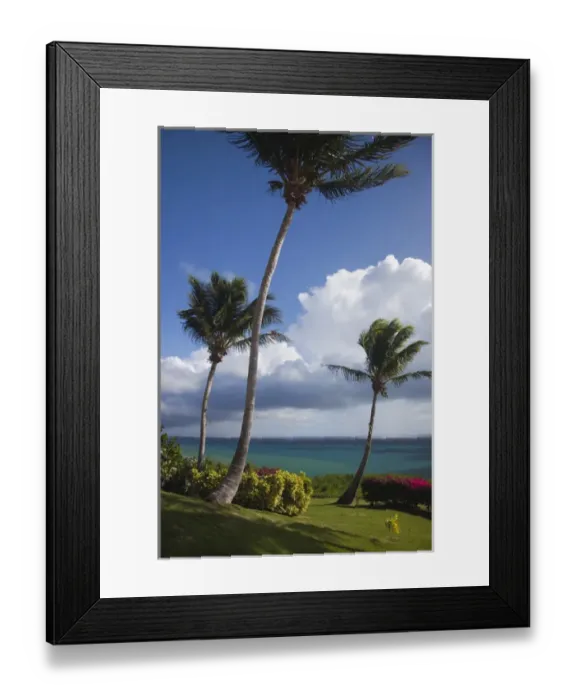 Framed Print : Puerto Rico, East Coast, Las Croabas, palms by Las Croabas Bay Framed Print : Puerto Rico, East Coast, Las Croabas, palms by Las Croabas Bay