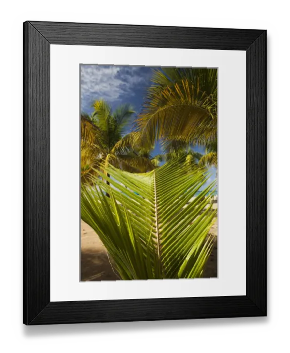 Framed Print : Puerto Rico, East Coast, Luquillo, Playa Luquillo Beach, palms Framed Print : Puerto Rico, East Coast, Luquillo, Playa Luquillo Beach, palms