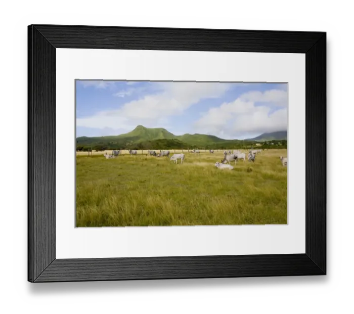 Framed Print : Cattle grazing on the savannahs of Windward Beach, Nevis Framed Print : Cattle grazing on the savannahs of Windward Beach, Nevis