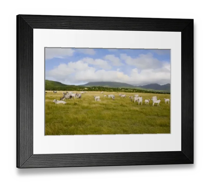 Framed Print : Cattle grazing on the savannahs of Windward Beach, Nevis Framed Print : Cattle grazing on the savannahs of Windward Beach, Nevis