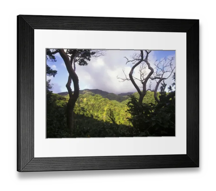 Framed Print : View of St Kitts rainforest, Caribbean Framed Print : View of St Kitts rainforest, Caribbean