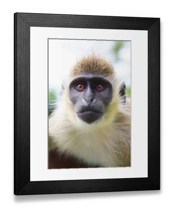 Framed Print : Green ververt monkey, St Kitts, Caribbean Framed Print : Green ververt monkey, St Kitts, Caribbean