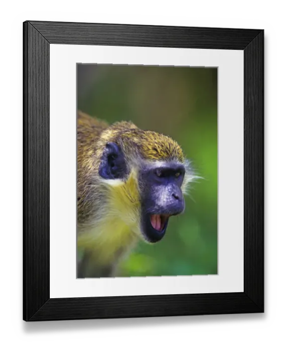 Framed Print : Green vervet monkey in rainforest, St Kitts, Caribbean Framed Print : Green vervet monkey in rainforest, St Kitts, Caribbean