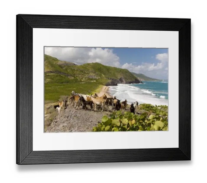 Framed Print : Wild goat herd overlooking Frigate Bay, southeast peninsula, St Kitts, Caribbean