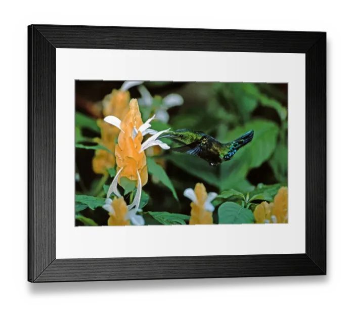 Framed Print : Caribbean, Lesser Antilles, West Indies, Saint Lucia. Hummingbird feeding Framed Print : Caribbean, Lesser Antilles, West Indies, Saint Lucia. Hummingbird feeding