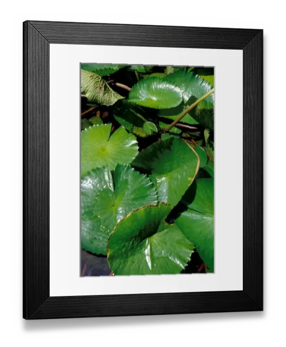Framed Print : Caribbean, BWI, St. Lucia, Lily pads, Ladera Resort Framed Print : Caribbean, BWI, St. Lucia, Lily pads, Ladera Resort