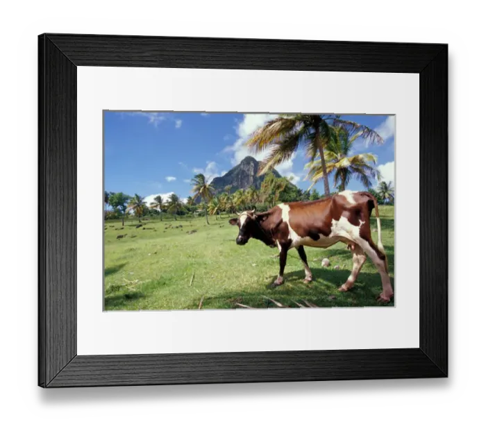 Framed Print : Caribbean, BWI, St. Lucia, Scenic views along the Pitons Natural Trail Framed Print : Caribbean, BWI, St. Lucia, Scenic views along the Pitons Natural Trail