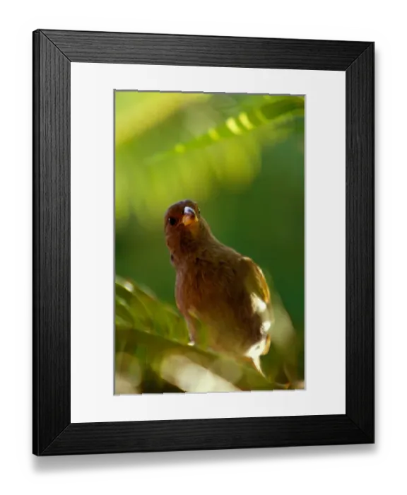Framed Print : Caribbean, BWI, St. Lucia, Anse Chastenet, Yellow Grass Finch Framed Print : Caribbean, BWI, St. Lucia, Anse Chastenet, Yellow Grass Finch