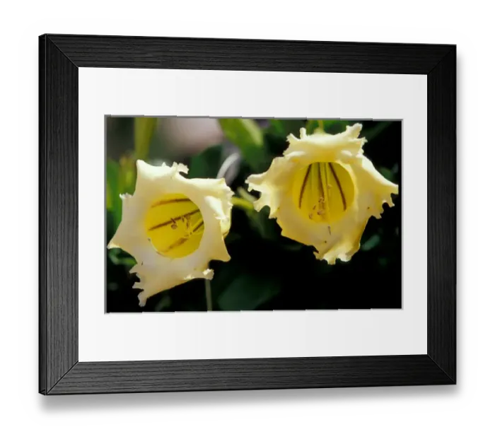 Framed Print : Caribbean, BWI, St. Lucia, Fond Dous Estate, Fruit & Spice Framed Print : Caribbean, BWI, St. Lucia, Fond Dous Estate, Fruit & Spice
