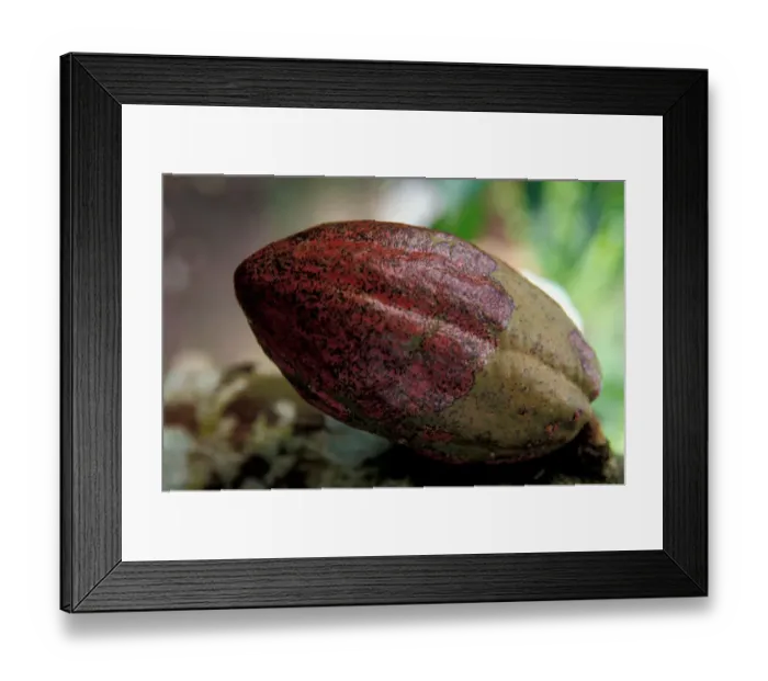 Framed Print : Caribbean, BWI, St. Lucia, Fond Dous Estate, Cocoa plant seeds