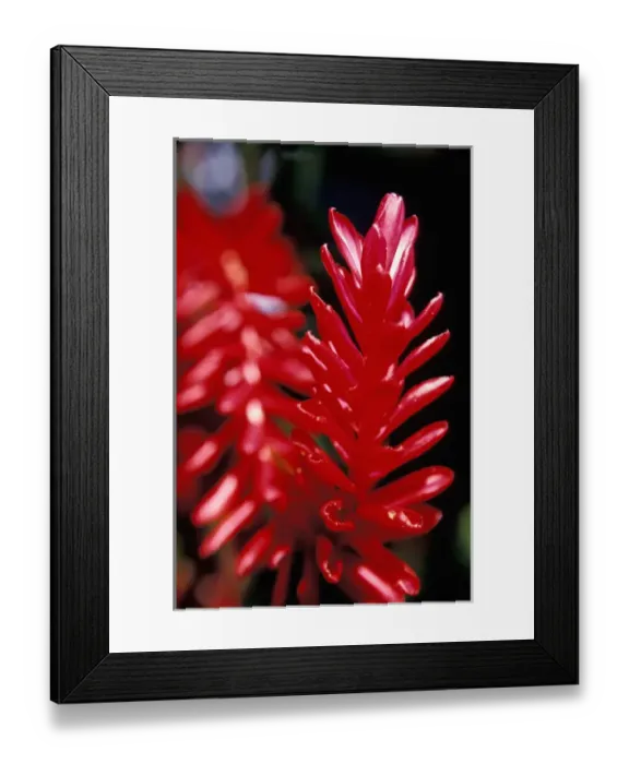 Framed Print : Caribbean, BWI, St. Lucia, Fond Dous Estate, Fruit & Spice Framed Print : Caribbean, BWI, St. Lucia, Fond Dous Estate, Fruit & Spice