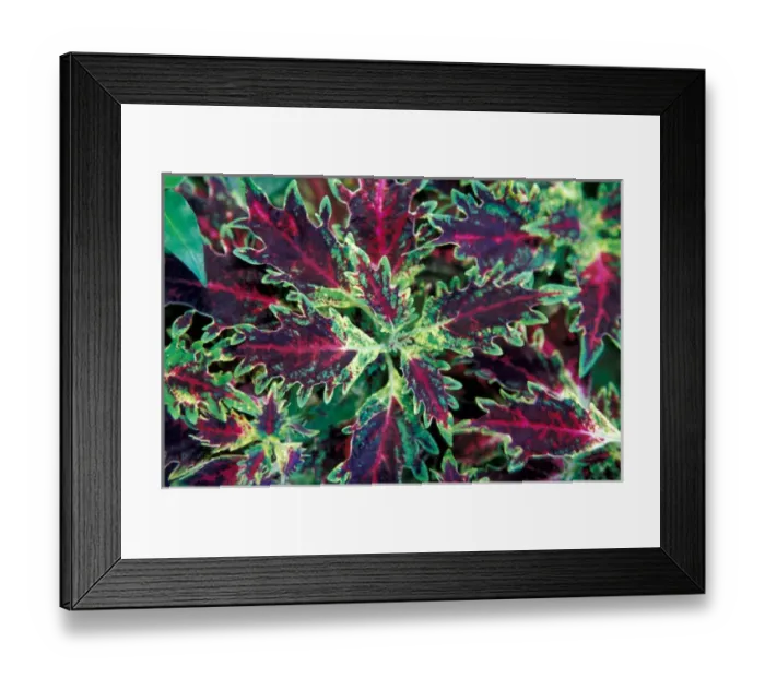 Framed Print : Caribbean, BWI, St. Lucia, Fond Dous Estate, Fruit & Spice Framed Print : Caribbean, BWI, St. Lucia, Fond Dous Estate, Fruit & Spice
