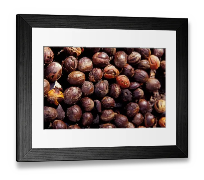 Framed Print : Caribbean, BWI, St. Lucia, Fond Dous Estate, nutmeg