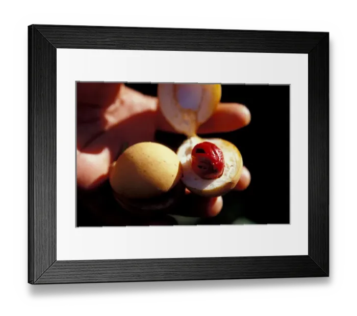 Framed Print : Caribbean, BWI, St. Lucia, Fond Dous Estate, nutmeg Framed Print : Caribbean, BWI, St. Lucia, Fond Dous Estate, nutmeg