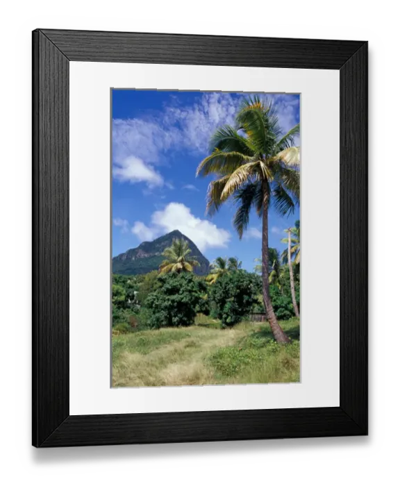 Framed Print : Caribbean, BWI, St. Lucia, the Piton Natural Trail Framed Print : Caribbean, BWI, St. Lucia, the Piton Natural Trail