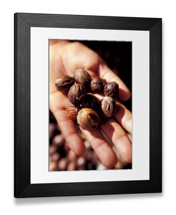 Framed Print : Caribbean, BWI, St. Lucia, Fond Dous Estate, nutmeg Framed Print : Caribbean, BWI, St. Lucia, Fond Dous Estate, nutmeg