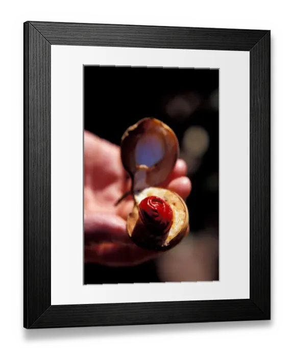 Framed Print : Caribbean, BWI, St. Lucia, Fond Dous Estate, nutmeg Framed Print : Caribbean, BWI, St. Lucia, Fond Dous Estate, nutmeg