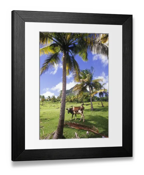 Framed Print : Gros Piton view along the historic trail in Choiseul, St Lucia, Caribbean Framed Print : Gros Piton view along the historic trail in Choiseul, St Lucia, Caribbean