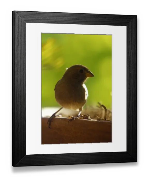 Framed Print : Yellow Grass Finch, Soufriere, St Lucia, Caribbean Framed Print : Yellow Grass Finch, Soufriere, St Lucia, Caribbean