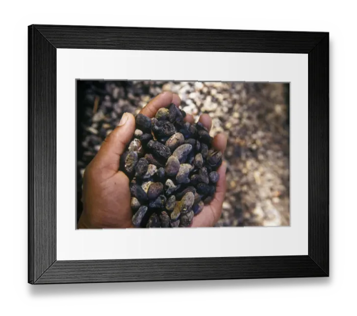 Framed Print : Coaco beans at Fond Deux Estate, St Lucia, Caribbean