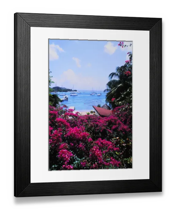 Framed Print : Beautiful flowers and boats of Sunsail Lagoon in St. Vincent and the Grenadines Framed Print : Beautiful flowers and boats of Sunsail Lagoon in St. Vincent and the Grenadines