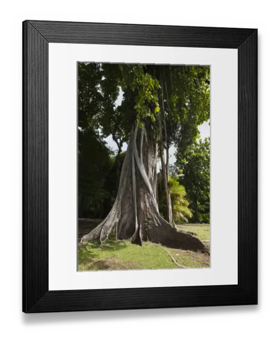 Framed Print : Kingstown Botanical gardens, St. Vincent & The Grenadines Framed Print : Kingstown Botanical gardens, St. Vincent & The Grenadines