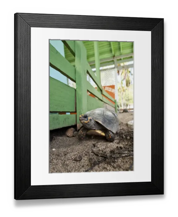 Framed Print : Bequia, St. Vincent & The Grenadines. Old Hegg Turtle Sanctuary Framed Print : Bequia, St. Vincent & The Grenadines. Old Hegg Turtle Sanctuary