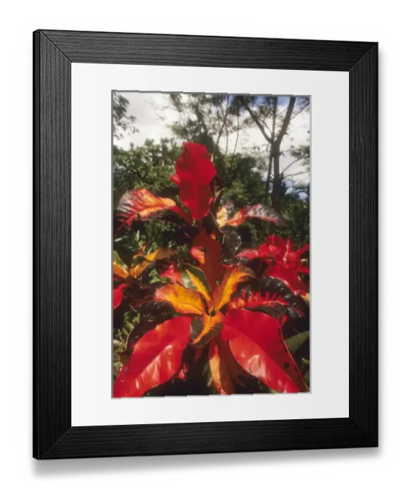 Framed Print : Caribbean: US Virgin Islands, St Croix, St George Village Botanical Garden, red cotton leaves Framed Print : Caribbean: US Virgin Islands, St Croix, St George Village Botanical Garden, red cotton leaves