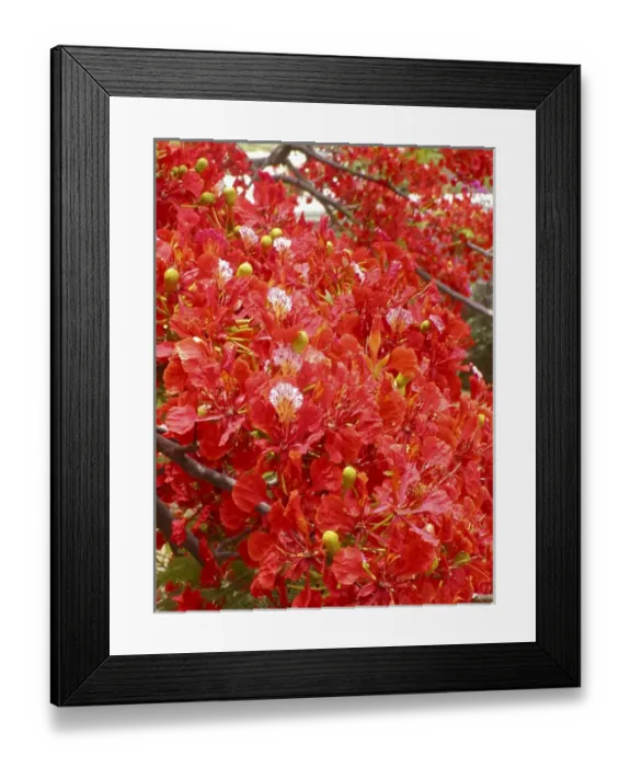 Framed Print : Caribbean, US Virgin Islands, St. Croix, tree in red blooms Framed Print : Caribbean, US Virgin Islands, St. Croix, tree in red blooms