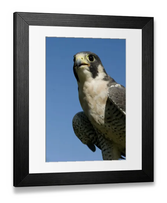 Framed Print : U. S. Virgin Islands, St. Croix: rescued American Peregrine falcon ( Falco peregrinus ) Framed Print : U. S. Virgin Islands, St. Croix: rescued American Peregrine falcon ( Falco peregrinus )