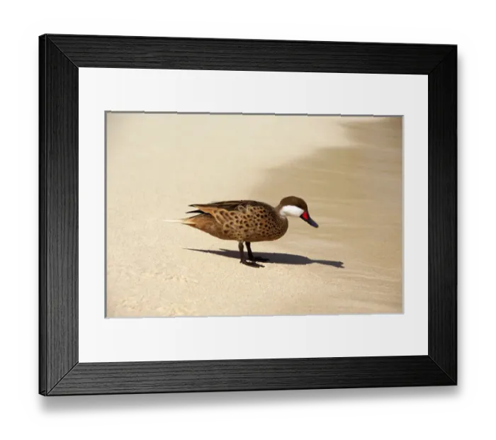 Framed Print : Caribbean, U. S. Virgin Islands, St. Thomas, St. John Bay, Sapphire Beach. Lesser Bahama Pintail Framed Print : Caribbean, U. S. Virgin Islands, St. Thomas, St. John Bay, Sapphire Beach. Lesser Bahama Pintail