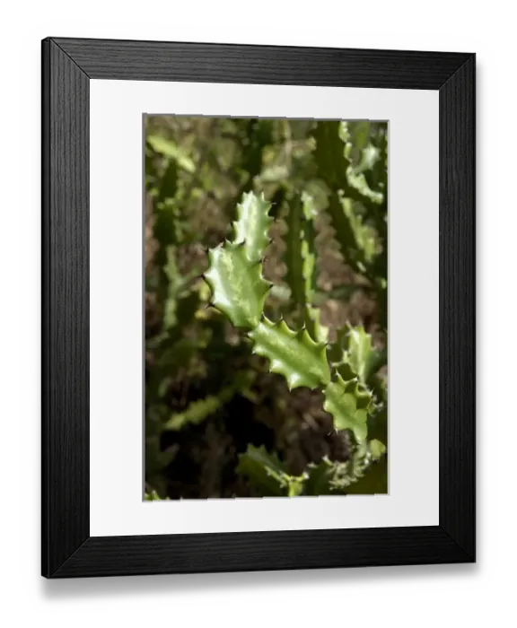 Framed Print : Caribbean, U. S. Virgin Islands, St. Thomas, Charlotte Amalie, Paradise Point nature trail Framed Print : Caribbean, U. S. Virgin Islands, St. Thomas, Charlotte Amalie, Paradise Point nature trail