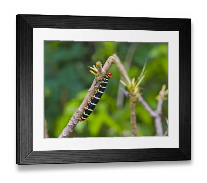 Framed Print : Tetrio Sphinx Caterpillar ( Pseudosphinx Tetrio ) Framed Print : Tetrio Sphinx Caterpillar ( Pseudosphinx Tetrio )